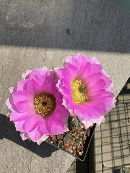 Echinocereus pamanesiorum